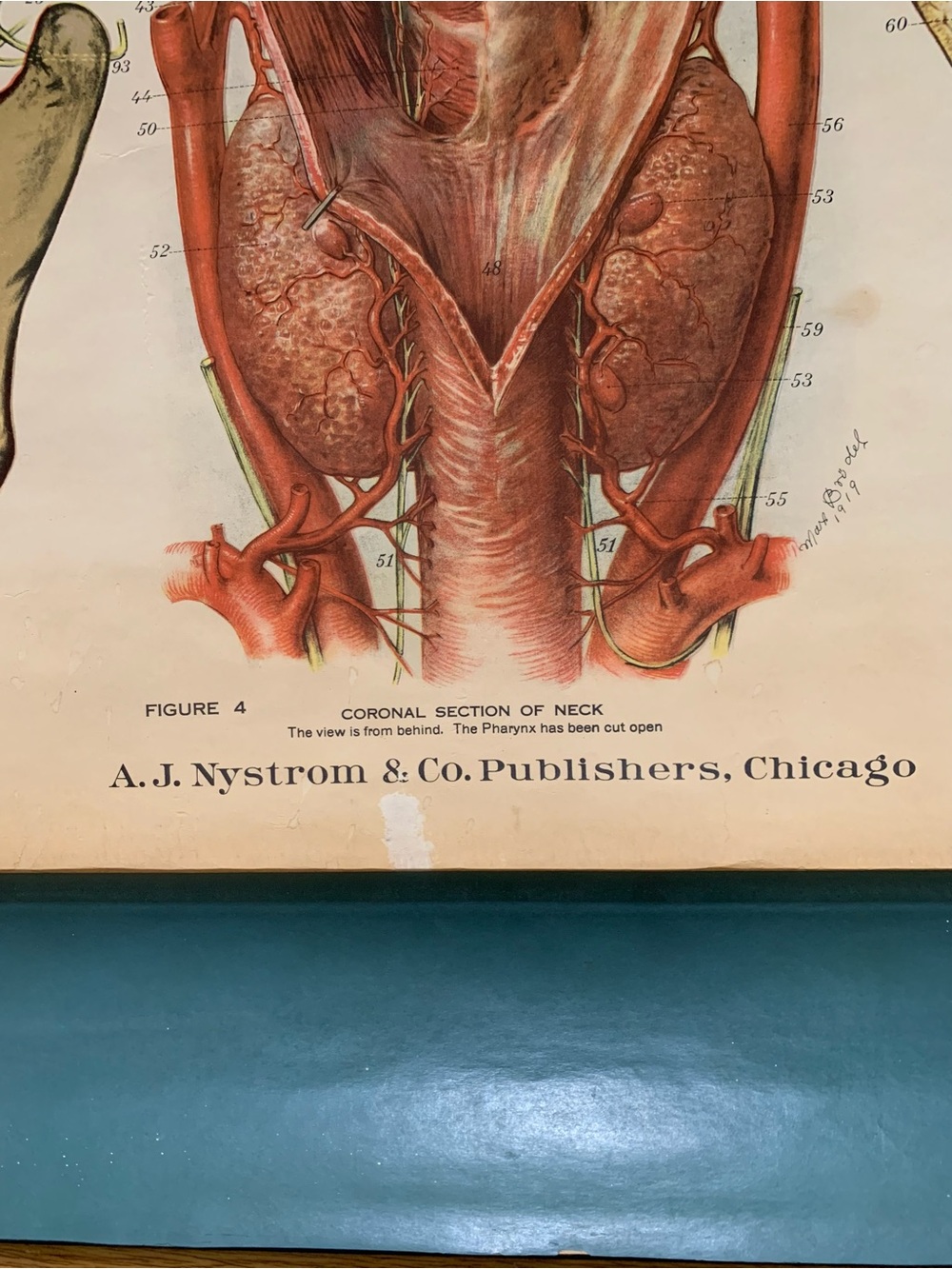 Antique American Frohse Anatomical Chart Head and Neck Signed Max Brotel 1919 - Picture 8 of 16